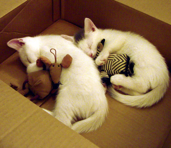 【快速比赛时代】限时攻守推动比赛紧凑进行的影响，限时赛要求